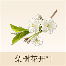 梨树花开*1